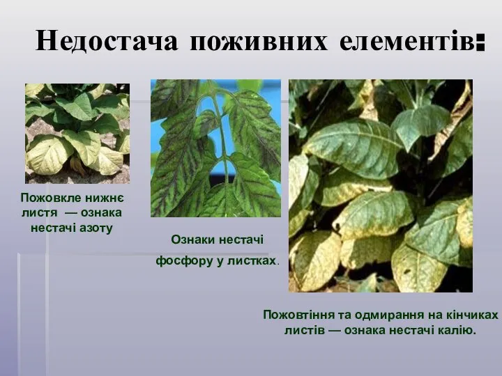 Недостача поживних елементів: Пожовкле нижнє листя — ознака нестачі азоту Ознаки
