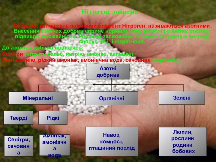 Нітратні добрива Добрива, які містять поживний елемент Нітроген, називаються азотними. Внесення