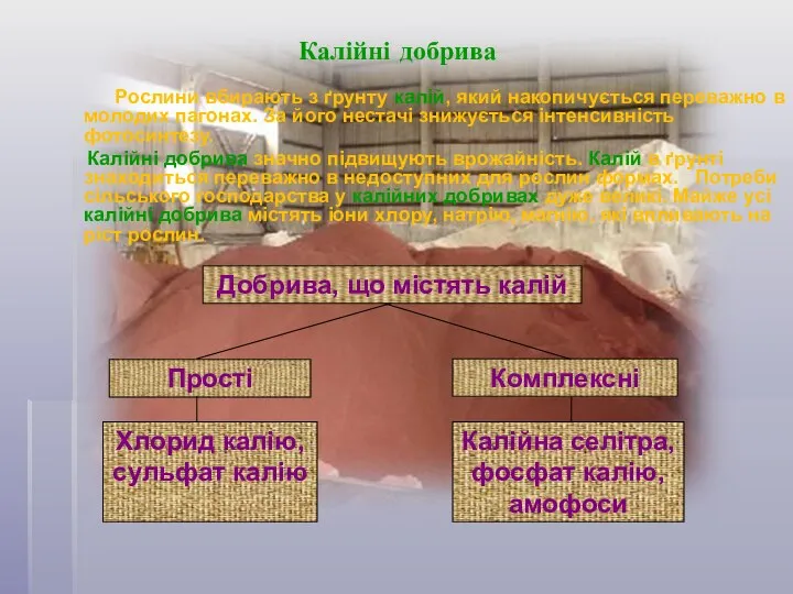 Калійні добрива Рослини вбирають з ґрунту калій, який накопичується переважно в