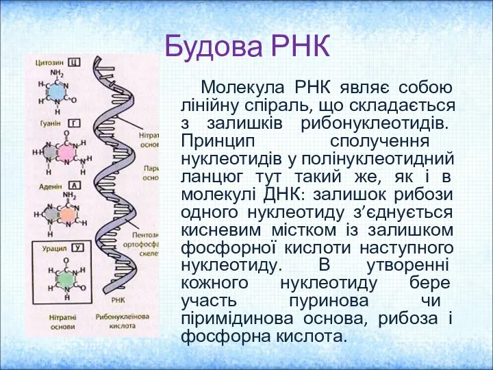 Будова РНК Молекула РНК являє собою лінійну спіраль, що складається з