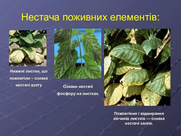 Нестача поживних елементів: Нижжні листки, що пожовтіли – ознака нестачі азоту