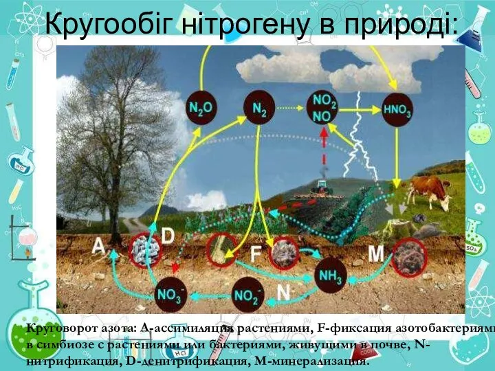 Кругообіг нітрогену в природі: Круговорот азота: А-ассимиляция растениями, F-фиксация азотобактериями в