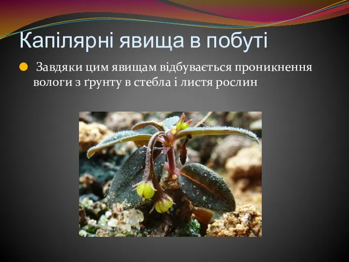 Капілярні явища в побуті Завдяки цим явищам відбувається проникнення вологи з