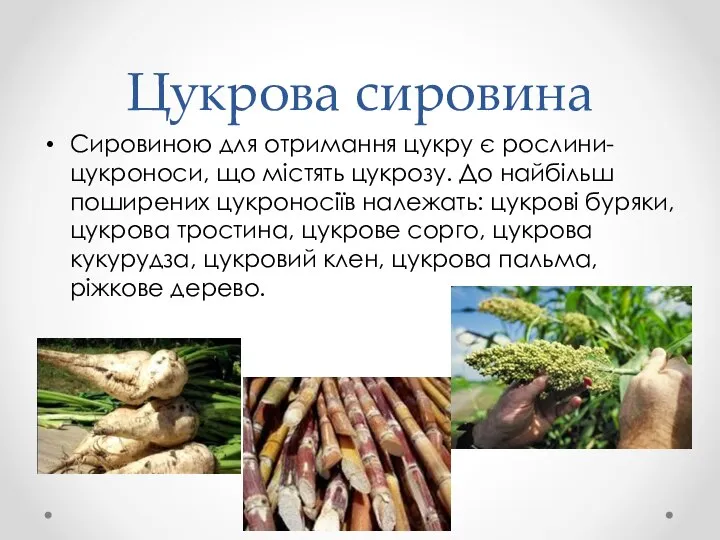 Цукрова сировина Сировиною для отримання цукру є рослини-цукроноси, що містять цукрозу.