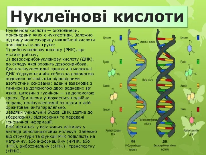 Нуклеїнові кислоти Нуклеїнові кислоти — біополімери, мономерами яких є нуклеотиди. Залежно