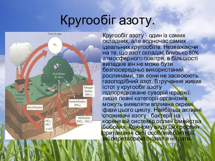 Кругообіг азоту. Кругообіг азоту - один із самих складних, але водночас