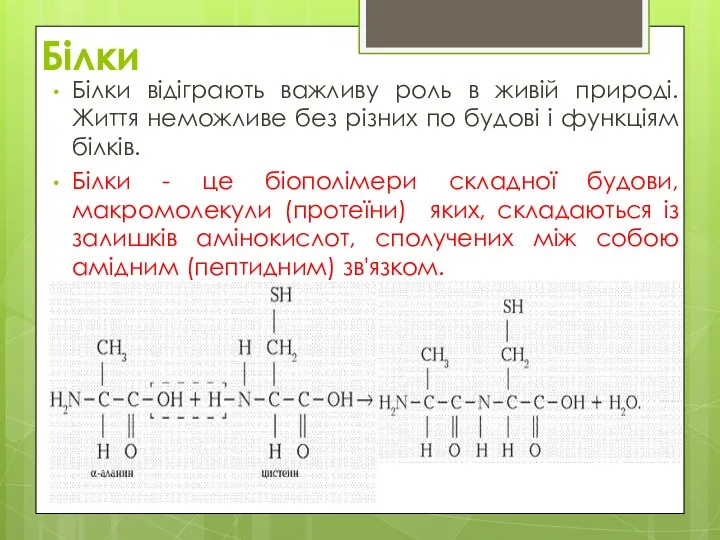 Білки Білки відіграють важливу роль в живій природі. Життя неможливе без