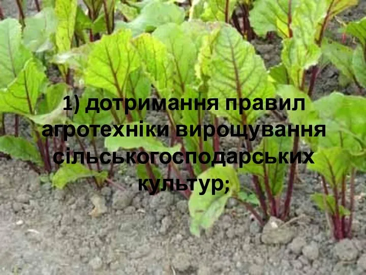 1) дотримання правил агротехніки вирощування сільськогосподарських культур;