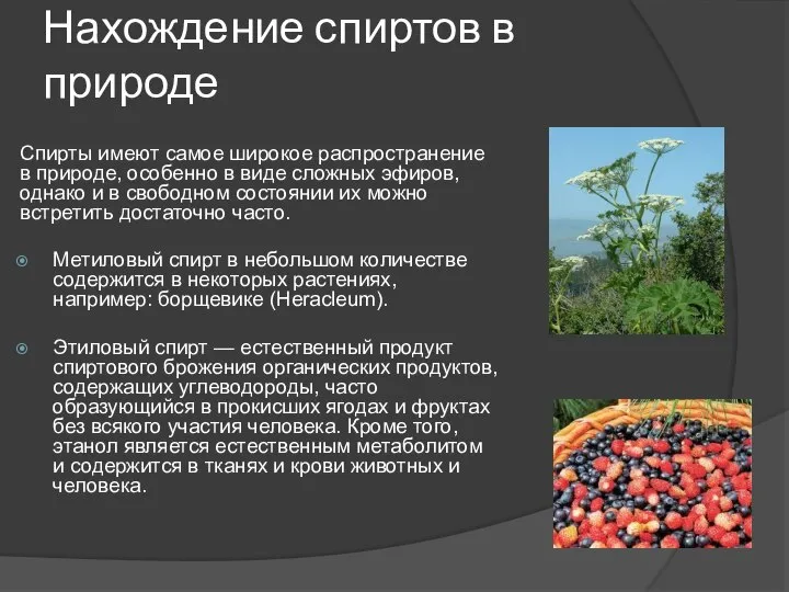 Нахождение спиртов в природе Спирты имеют самое широкое распространение в природе,