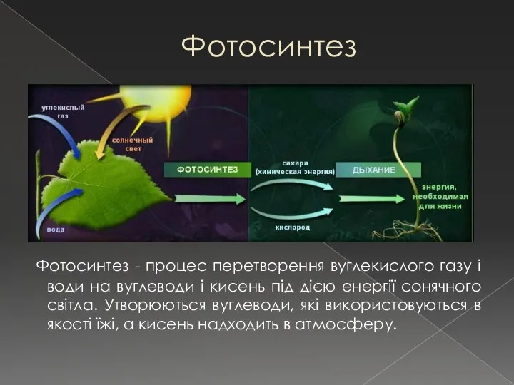 Фотосинтез Фотосинтез - процес перетворення вуглекислого газу і води на вуглеводи