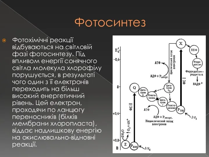 Фотосинтез Фотохімічні реакції відбуваються на світловій фазі фотосинтезу. Під впливом енергії