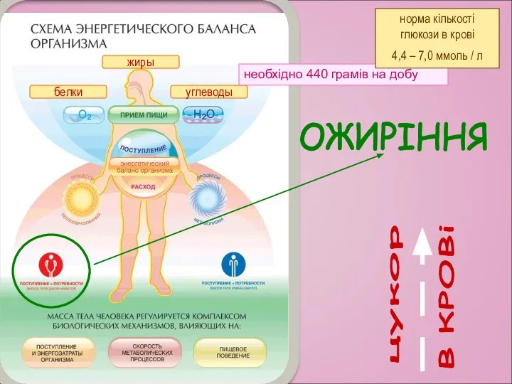белки углеводы жиры необхідно 440 грамів на добу норма кількості глюкози