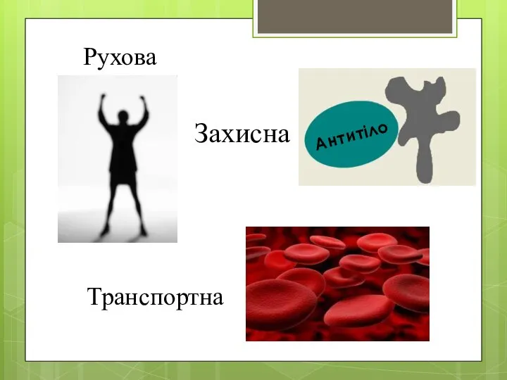 Рухова Захисна Антитіло Транспортна