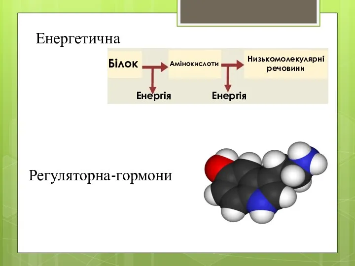 Енергетична Енергія Енергія Білок Амінокислоти Низькомолекулярні речовини Регуляторна-гормони