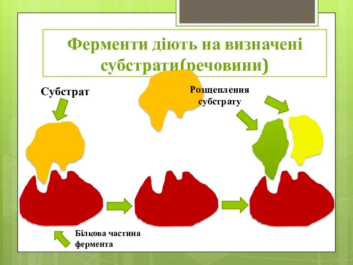 Ферменти діють на визначені субстрати(речовини) Субстрат Білкова частина фермента Розщеплення субстрату