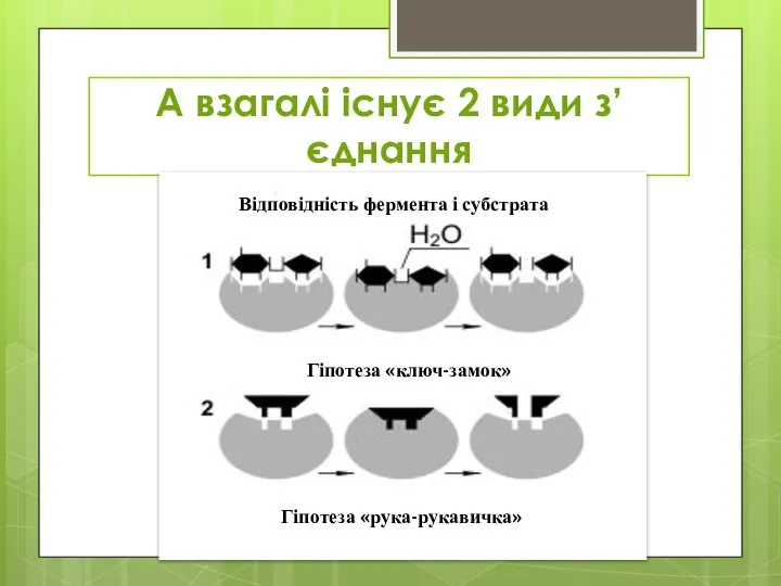 А взагалі існує 2 види з’єднання Відповідність фермента і субстрата Гіпотеза «ключ-замок» Гіпотеза «рука-рукавичка»