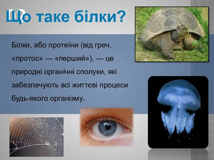 02 Що таке білки? Білки, або протеїни (від греч. «протос» —