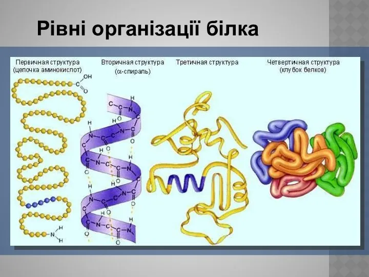 Рівні організації білка