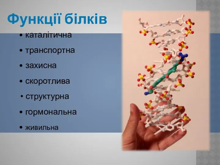 Функції білків каталітична транспортна захисна скоротлива структурна гормональна живильна