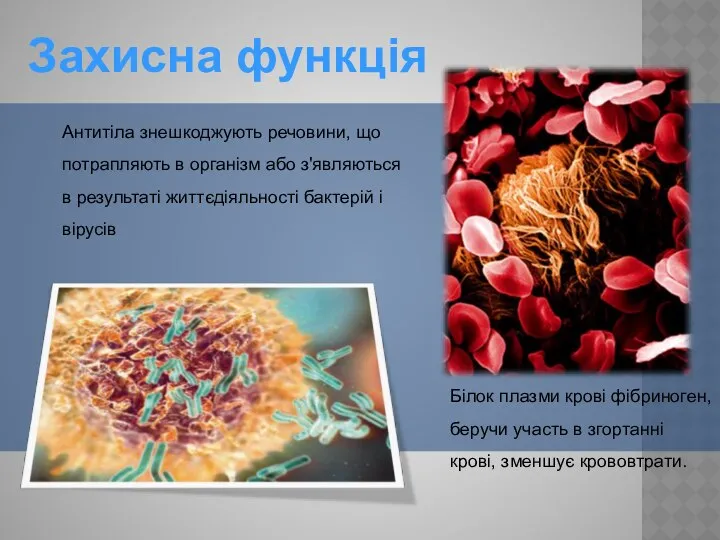 Захисна функція Антитіла знешкоджують речовини, що потрапляють в організм або з'являються