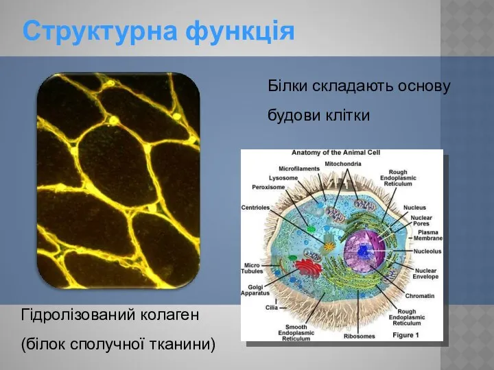 Структурна функція Білки складають основу будови клітки Гідролізований колаген (білок сполучної тканини)