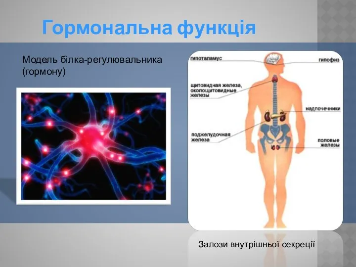 Гормональна функція Залози внутрішньої секреції Модель білка-регулювальника (гормону)