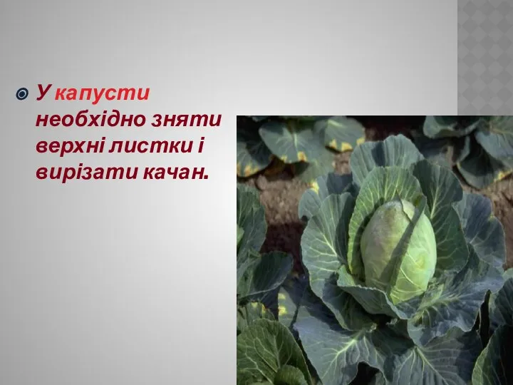 У капусти необхідно зняти верхні листки і вирізати качан.