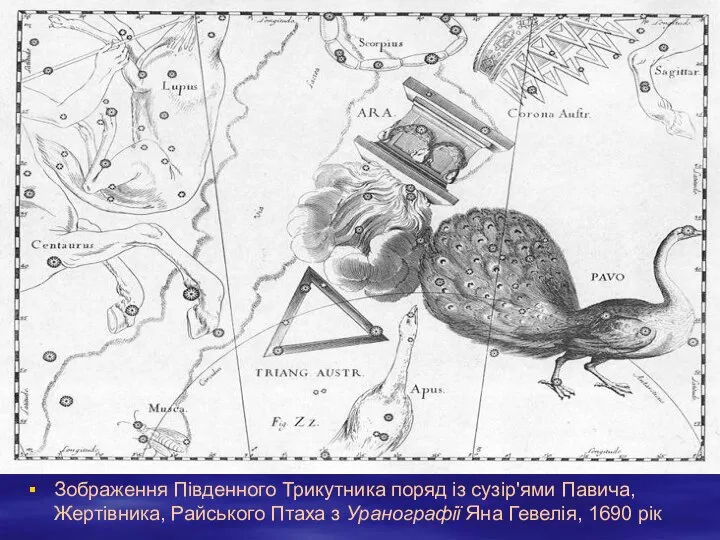 Зображення Південного Трикутника поряд із сузір'ями Павича, Жертівника, Райського Птаха з Уранографії Яна Гевелія, 1690 рік
