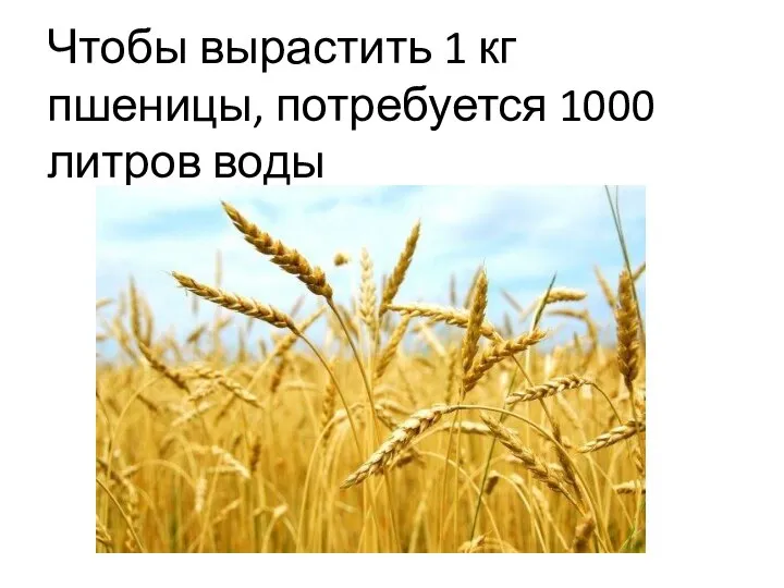 Чтобы вырастить 1 кг пшеницы, потребуется 1000 литров воды