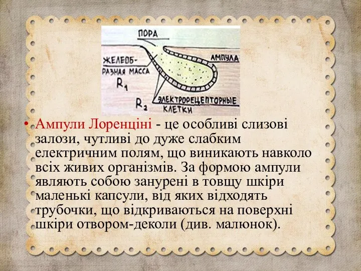 Ампули Лоренціні - це особливі слизові залози, чутливі до дуже слабким