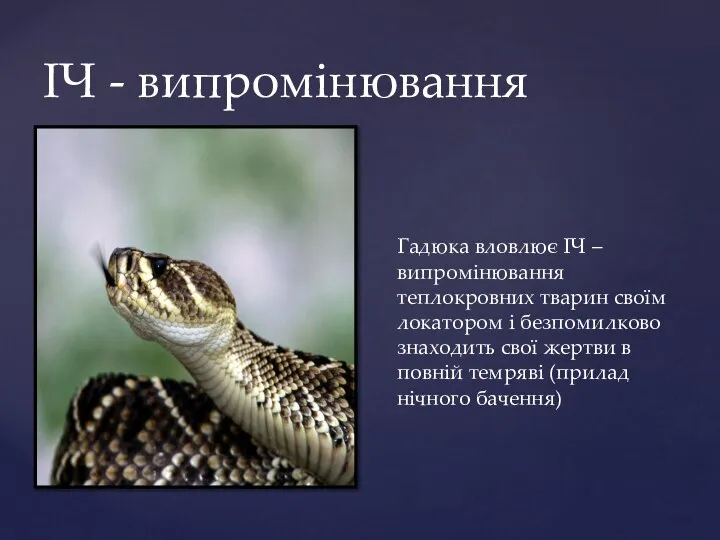 ІЧ - випромінювання Гадюка вловлює ІЧ – випромінювання теплокровних тварин своїм