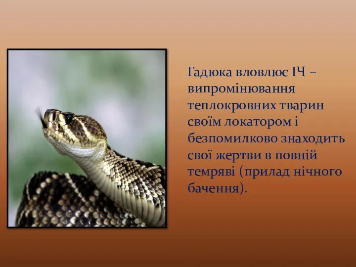 Гадюка вловлює ІЧ – випромінювання теплокровних тварин своїм локатором і безпомилково