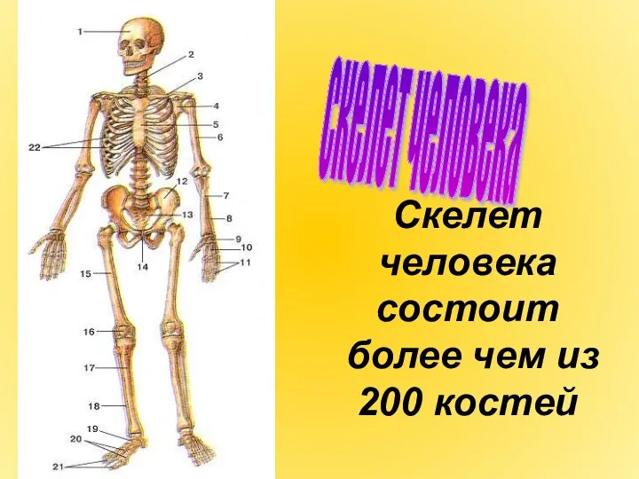 скелет человека Скелет человека состоит более чем из 200 костей