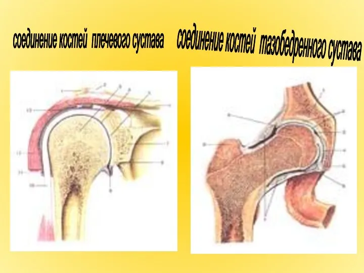 соединение костей плечевого сустава соединение костей тазобедренного сустава