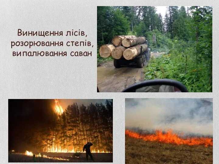 Винищення лісів, розорювання степів, випалювання саван