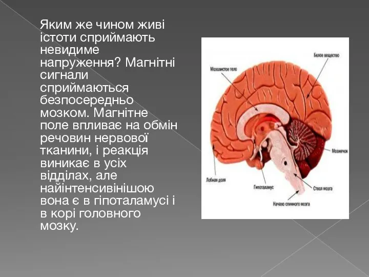 Яким же чином живі істоти сприймають невидиме напруження? Магнітні сигнали сприймаються