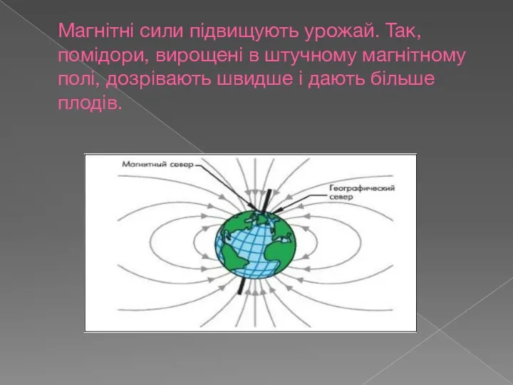 Магнітні сили підвищують урожай. Так,помідори, вирощені в штучному магнітному полі, дозрівають швидше і дають більше плодів.