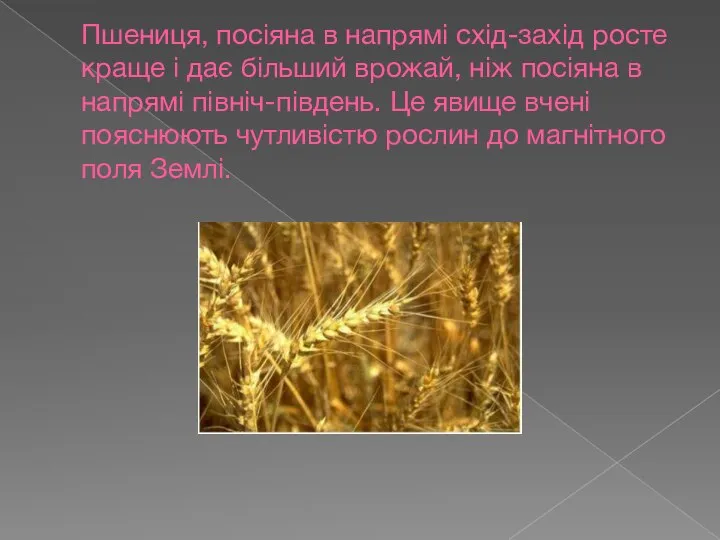 Пшениця, посіяна в напрямі схід-захід росте краще і дає більший врожай,