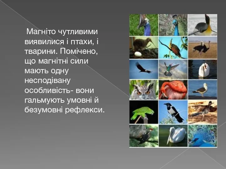 Магніто чутливими виявилися і птахи, і тварини. Помічено, що магнітні сили