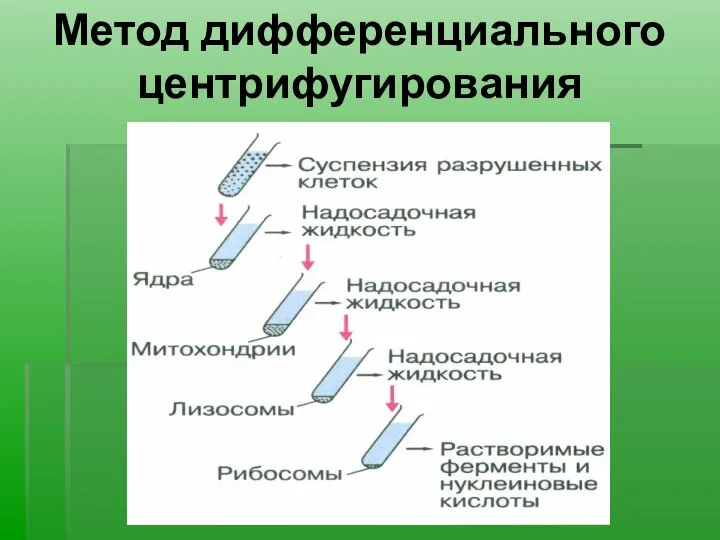 Метод дифференциального центрифугирования