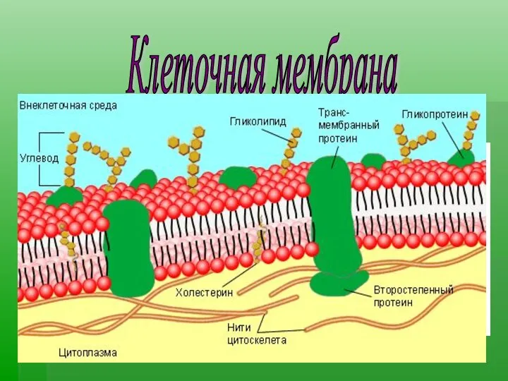 Клеточная мембрана