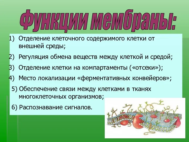 Функции мембраны: Отделение клеточного содержимого клетки от внешней среды; Регуляция обмена