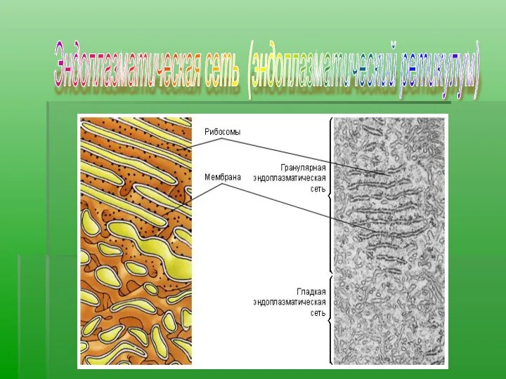 Эндоплазматическая сеть (эндоплазматический ретикулум)