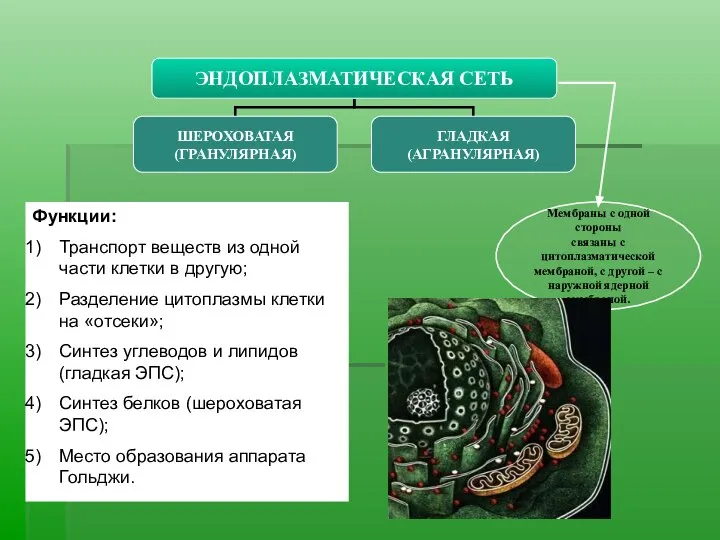 Мембраны с одной стороны связаны с цитоплазматической мембраной, с другой –