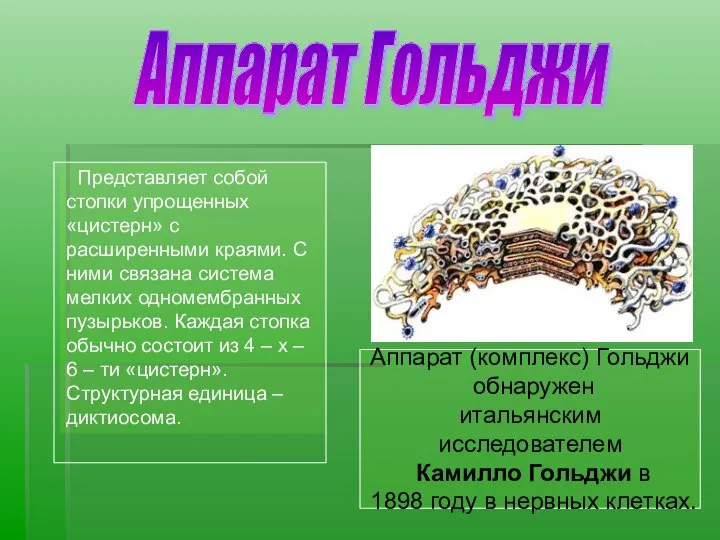 Аппарат Гольджи Аппарат (комплекс) Гольджи обнаружен итальянским исследователем Камилло Гольджи в