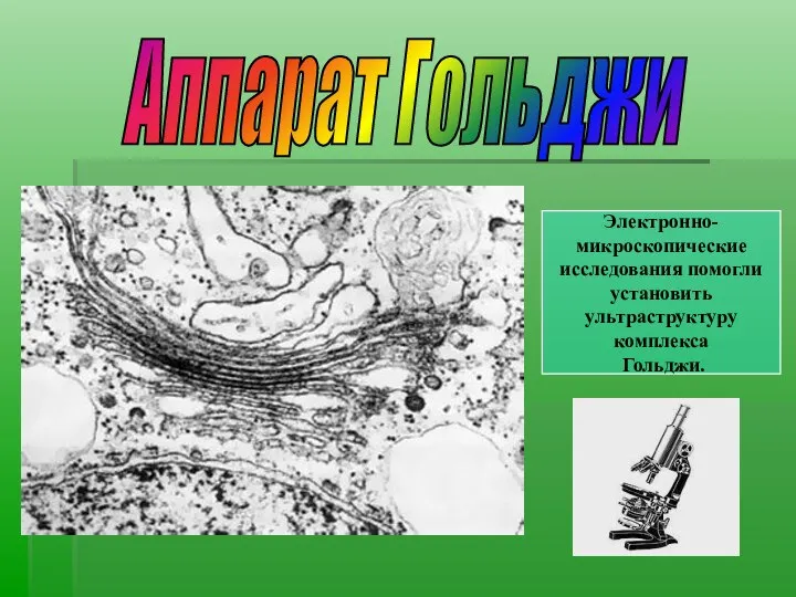 Аппарат Гольджи Электронно- микроскопические исследования помогли установить ультраструктуру комплекса Гольджи.