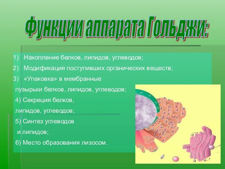 Функции аппарата Гольджи: Накопление белков, липидов, углеводов; Модификация поступивших органических веществ;