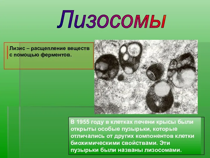 Лизосомы В 1955 году в клетках печени крысы были открыты особые