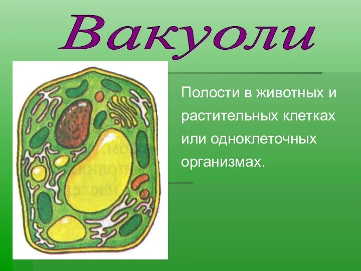 Вакуоли Полости в животных и растительных клетках или одноклеточных организмах.