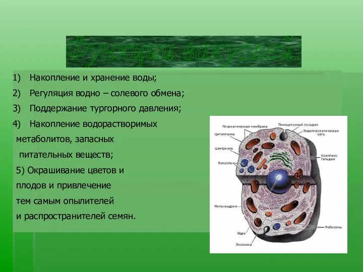 Функции вакуолей: Накопление и хранение воды; Регуляция водно – солевого обмена;